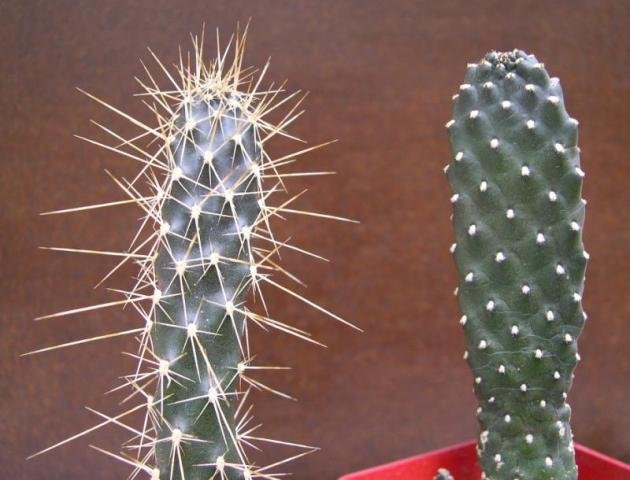 consolea_rubescens